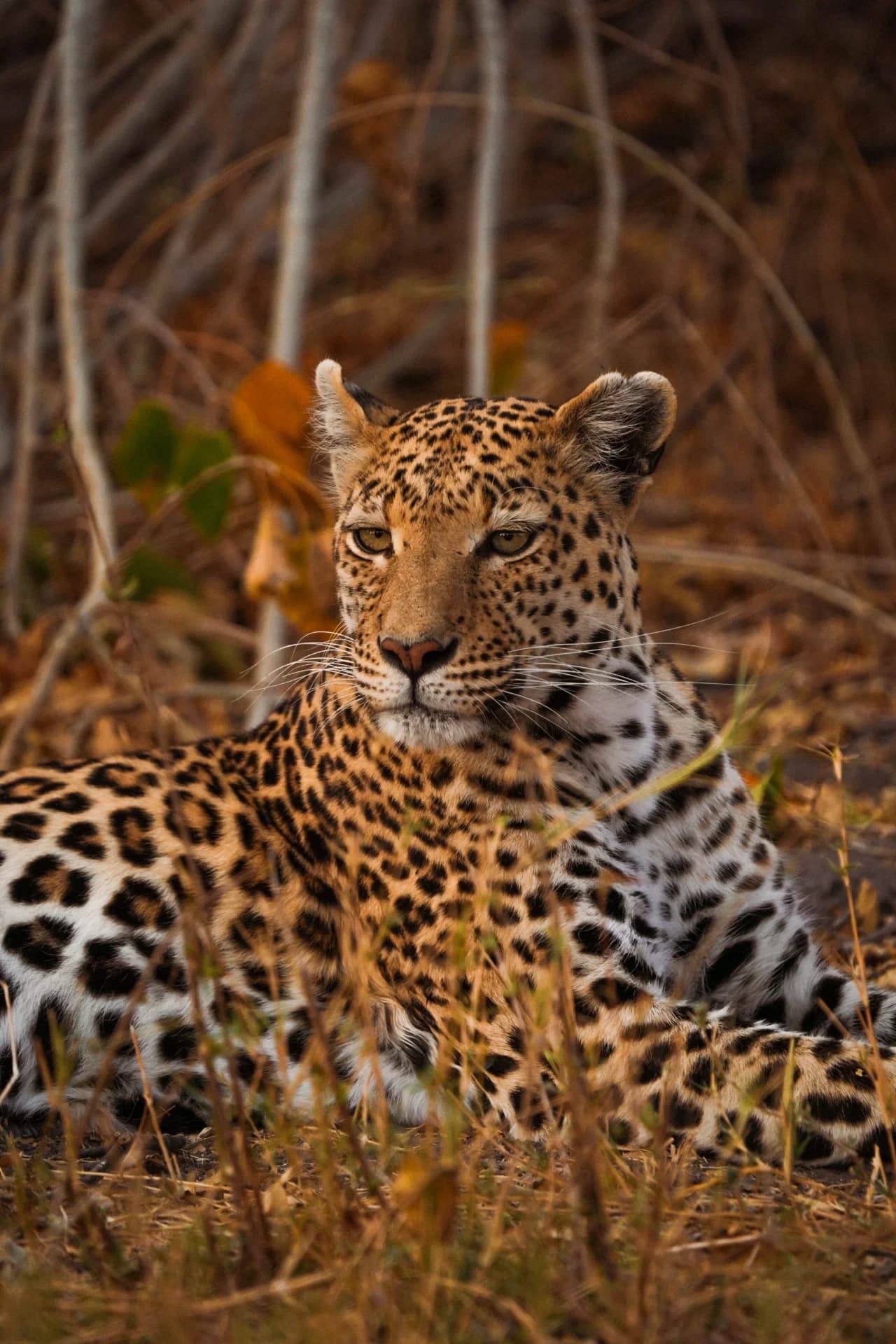 WildpathAfrica Office & Travel Designers