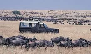 Maasai Mara Safari | Wildbeast Migration